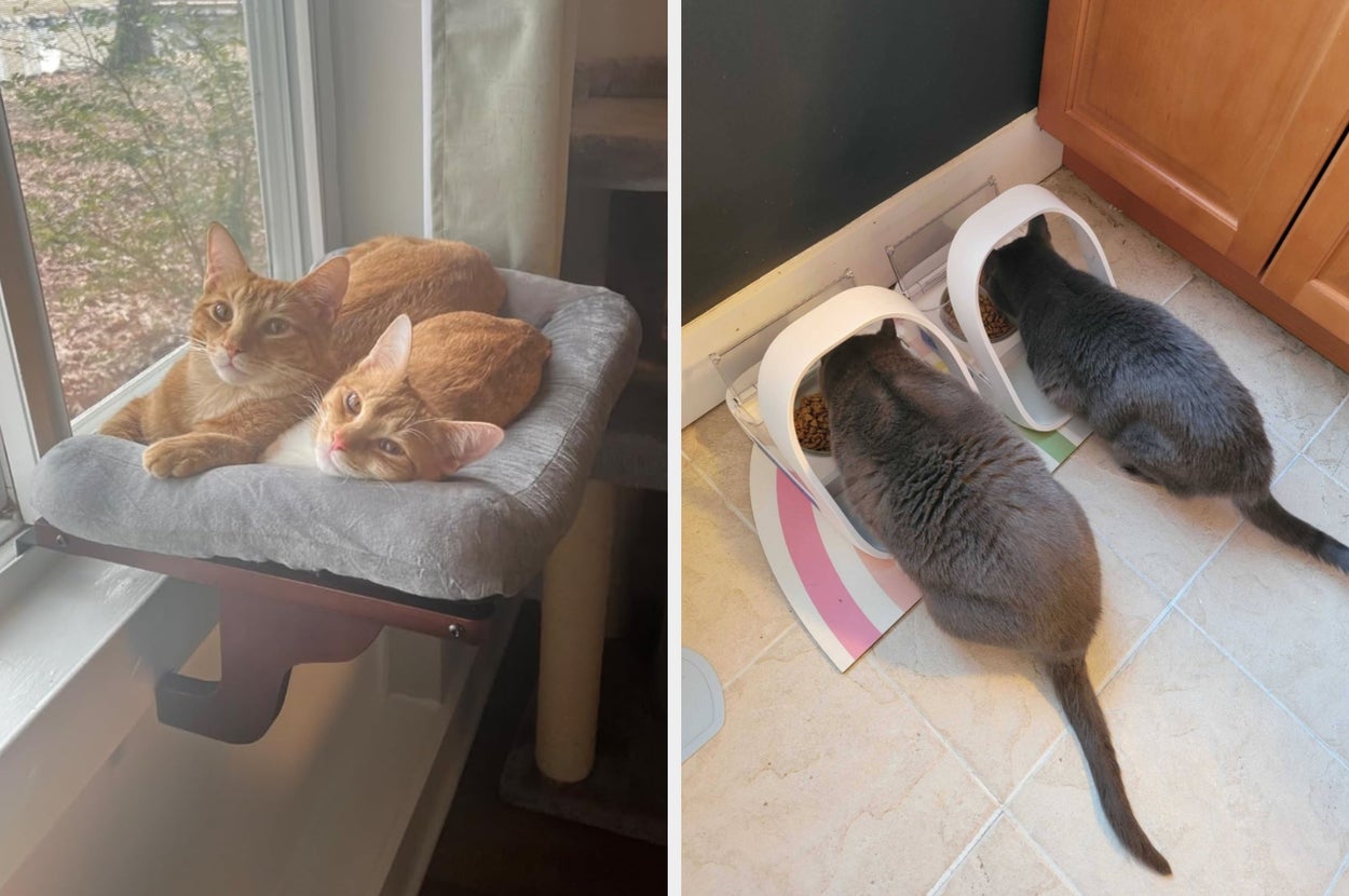 two cats lounging on a window perch supported by wood bolsters / cats eating out of microchip feeders