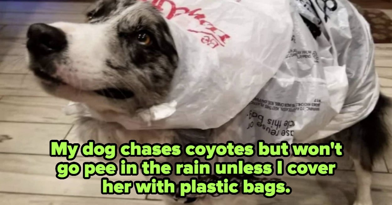 45 Hilarious Animal Pics That Might Make You Forget About All The World's Nonsense For A Brief Moment In Time