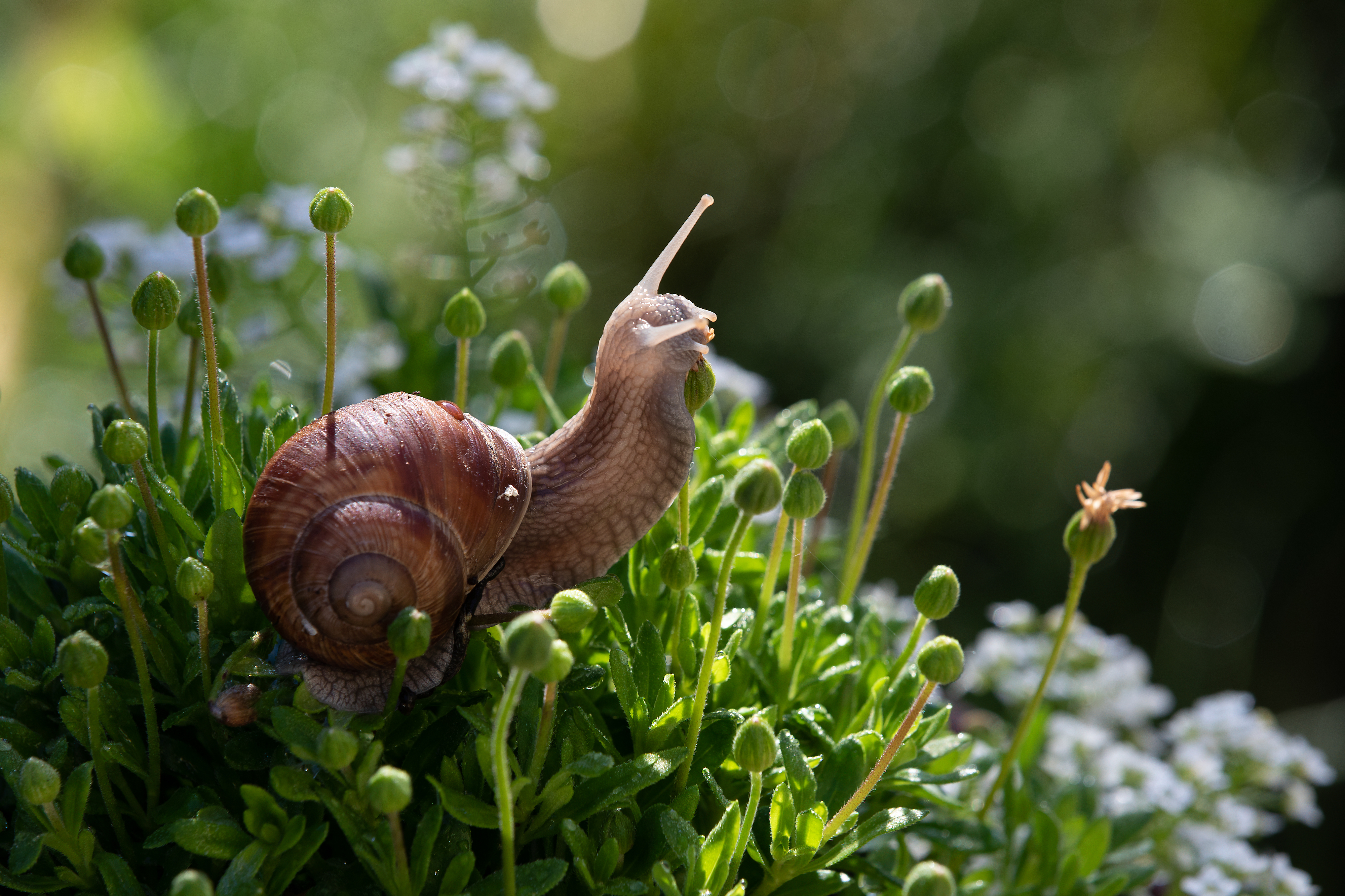 Snegl på grønn plante med små knopper og hvite blomster, i naturlig utendørs omgivelser