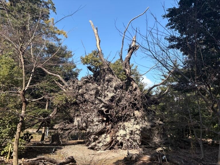 泉穴師神社】樹齢600年のご神木が台風で倒れる ⇒「本当に撤去して良い
