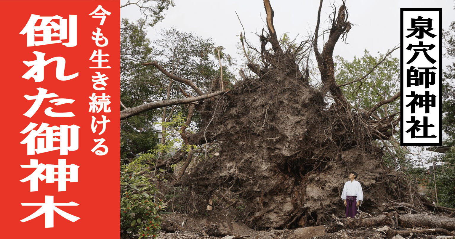 泉穴師神社】樹齢600年のご神木が台風で倒れる ⇒「本当に撤去して良い