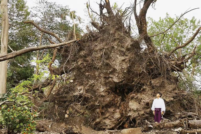 奇跡的に石になった木 泉穴師神社】樹齢600年のご神木が台風で倒れる ⇒「本当に撤去して良い