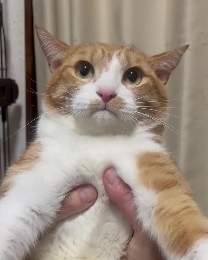 動画】抱っこされると放心する猫ちゃんの口元がたまらん…！ 「お