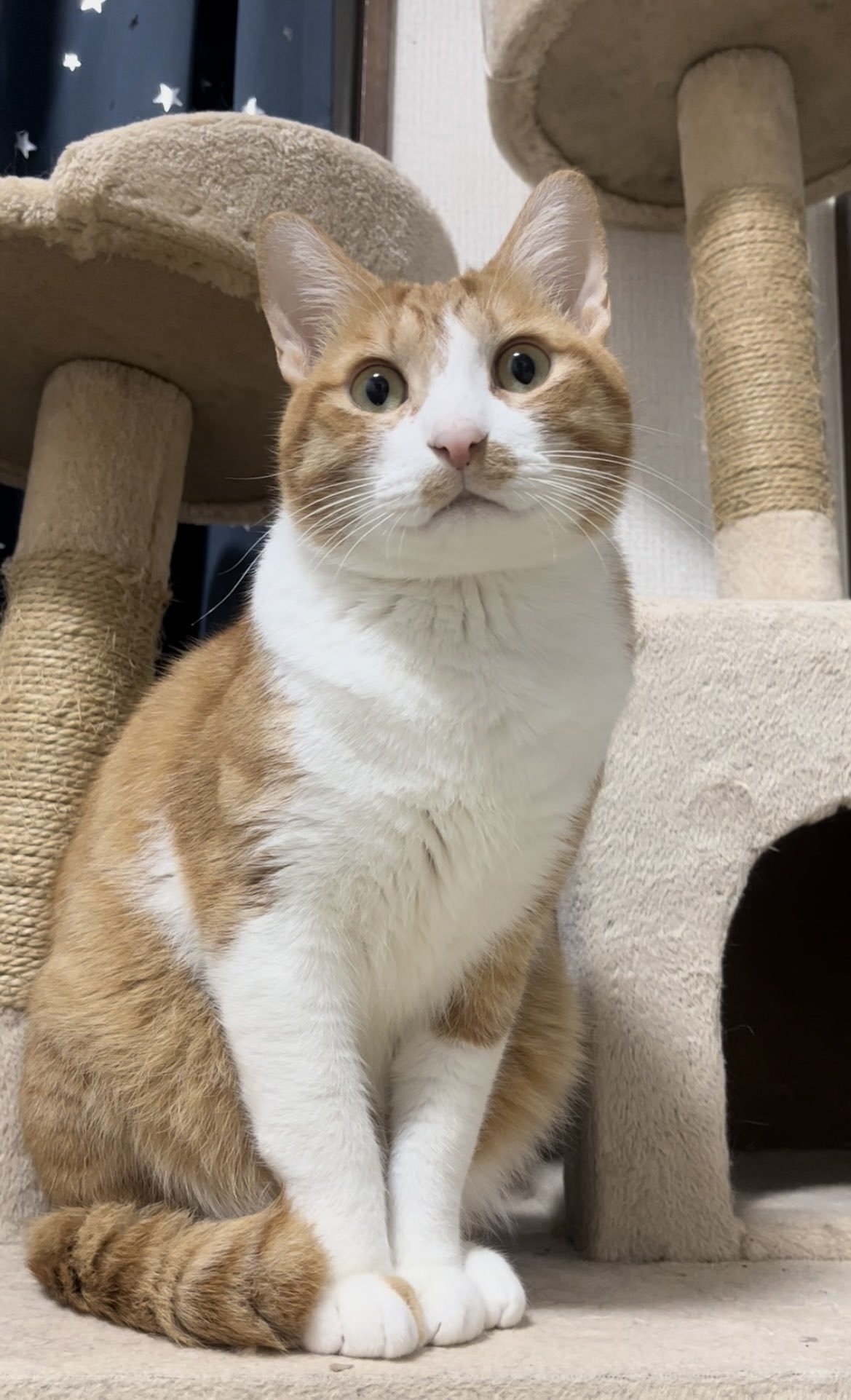 動画】抱っこされると放心する猫ちゃんの口元がたまらん…！ 「お