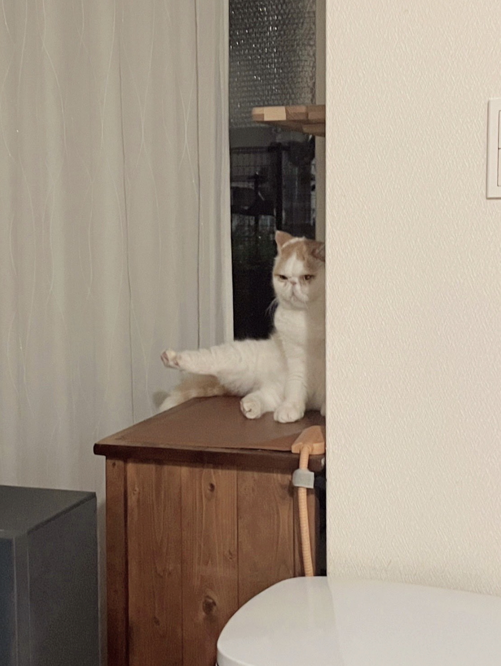 突然始まった」猫の“セクシーショー”に衝撃走る。まさかの光景に