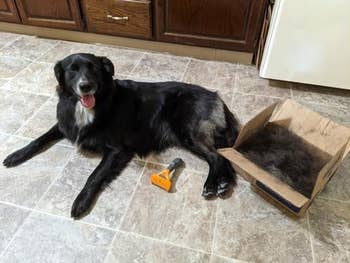 Dog lying connected room level adjacent to a grooming instrumentality and an unfastened container filled with shedded fur
