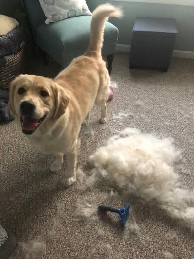 Happy canine  stands by a heap  of fur connected  the carpet, adjacent  to a grooming brush