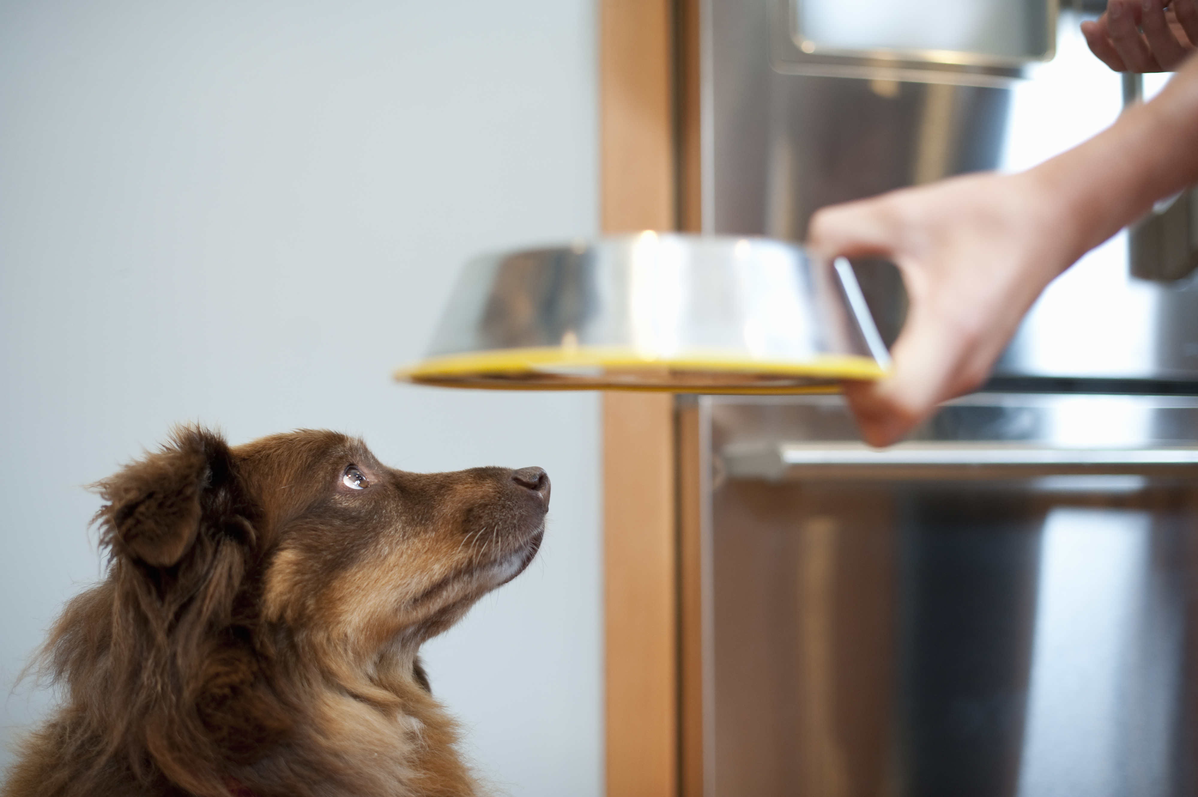 En hund ser intenst på en hånd og holder en matbolle i nærheten av et kjøkkenapparat