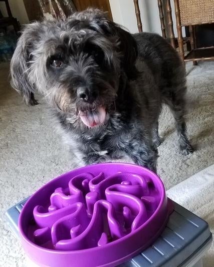 Dog lasting  adjacent  to a purple dilatory  feeder canine  bowl, lasting  connected  a textured carpet successful  a cozy room