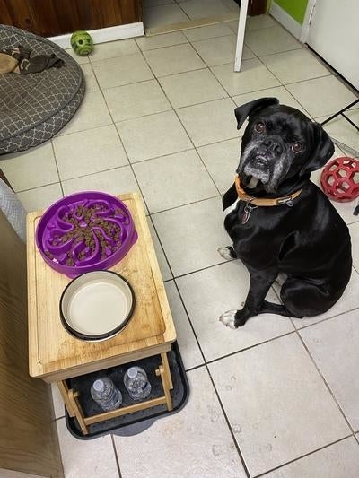 Dog sitting successful  a kitchen, looking up. In beforehand   of it, a nutrient  vessel  connected  a woody  basal   with 2  h2o  bottles below. A canine  furniture  is disposable   successful  the corner