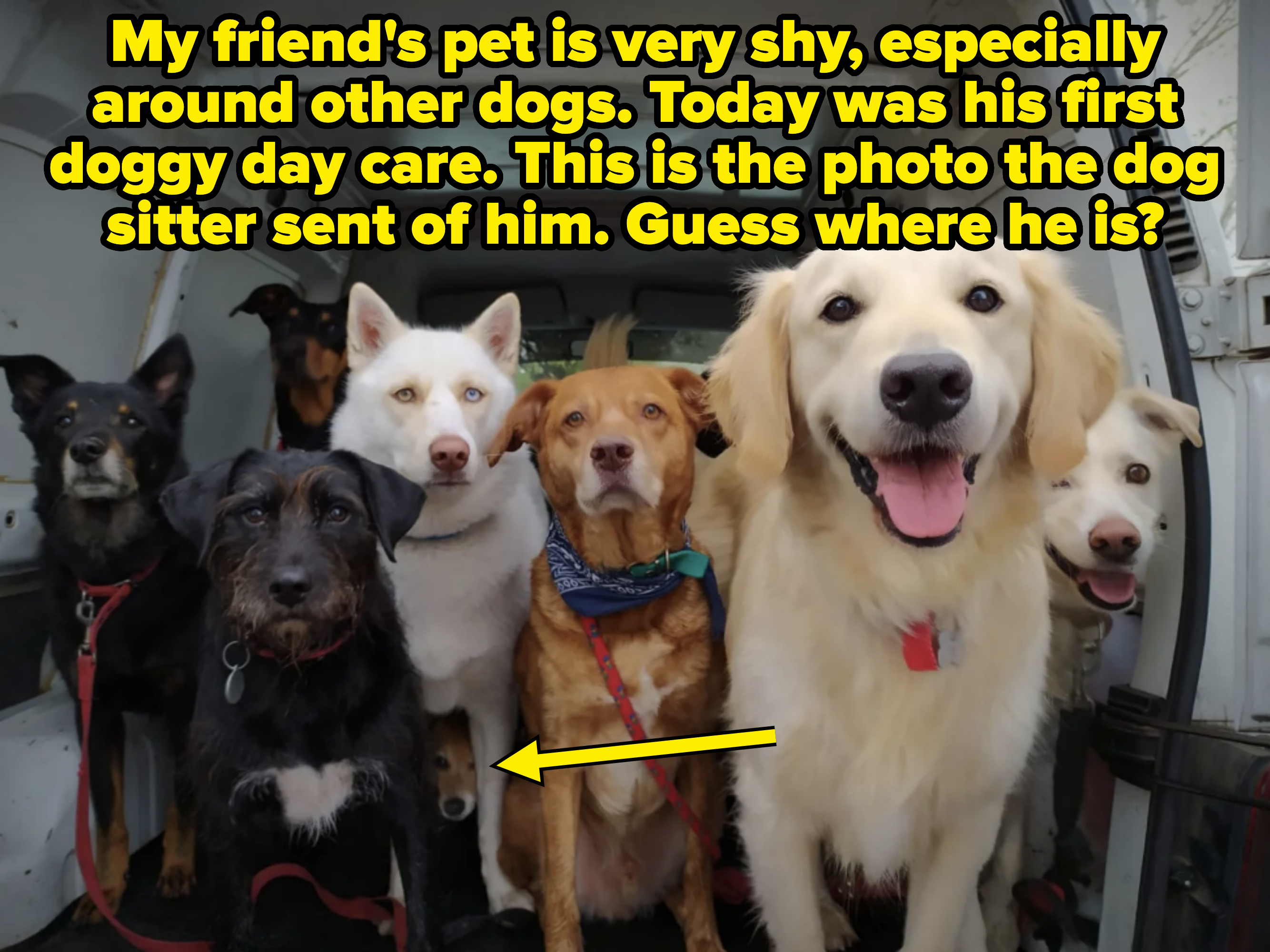 Group of seven dogs sitting inside a van, facing the camera. Some are wearing collars and bandanas