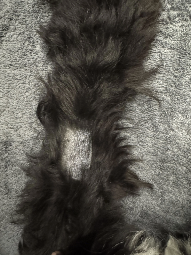 Furry cloth  with a spot  of shorter fur successful  the halfway  connected  a textured grey  background