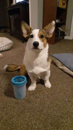 Corgi sitting indoors adjacent to a favored paw cleaner connected a carpeted floor