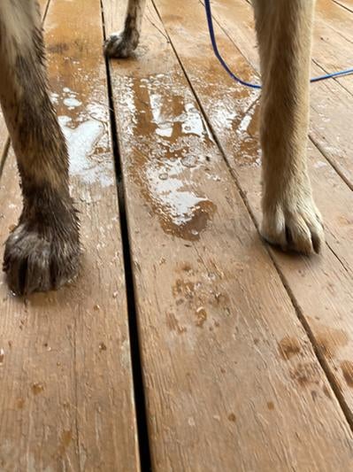 Dog's muddy paws lasting  connected  a bedewed  woody  deck