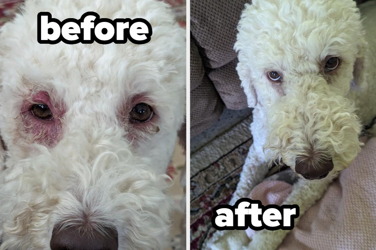 Two-panel image of a white curly-haired dog. Left: dog with irritated eyes labeled "before". Right: dog with clear eyes labeled "after"