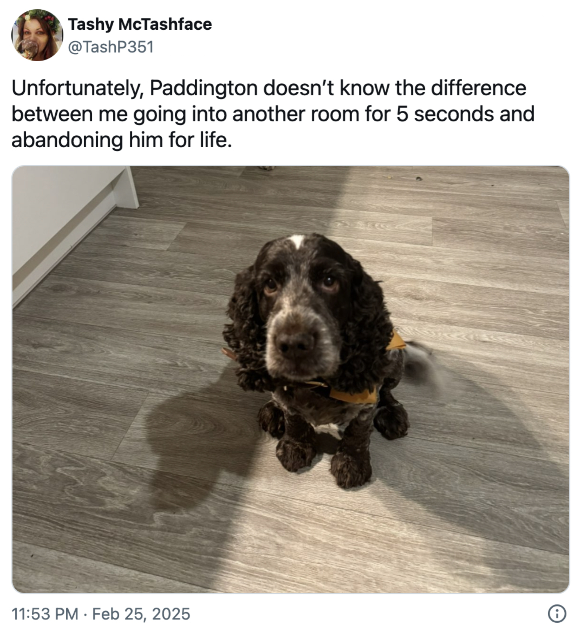 Spaniel-utseende hund sitter innendørs på tregulv og ser opp. Tekst over humoristisk antyder at hunden føler seg forlatt når eieren forlater rommet kort