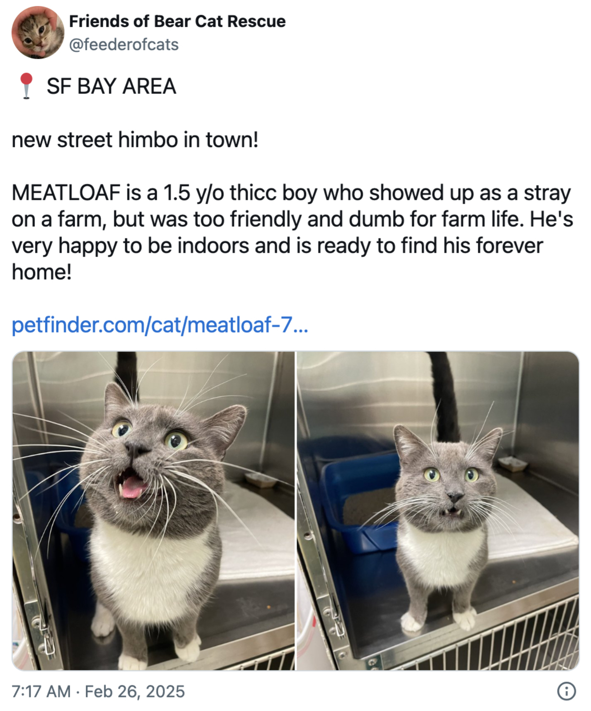 To bilder av Meatloaf, en 1,5 år gammel katt i et ly på jakt etter et hjem. Tweeten handler om hans vennlige natur og beredskap for adopsjon