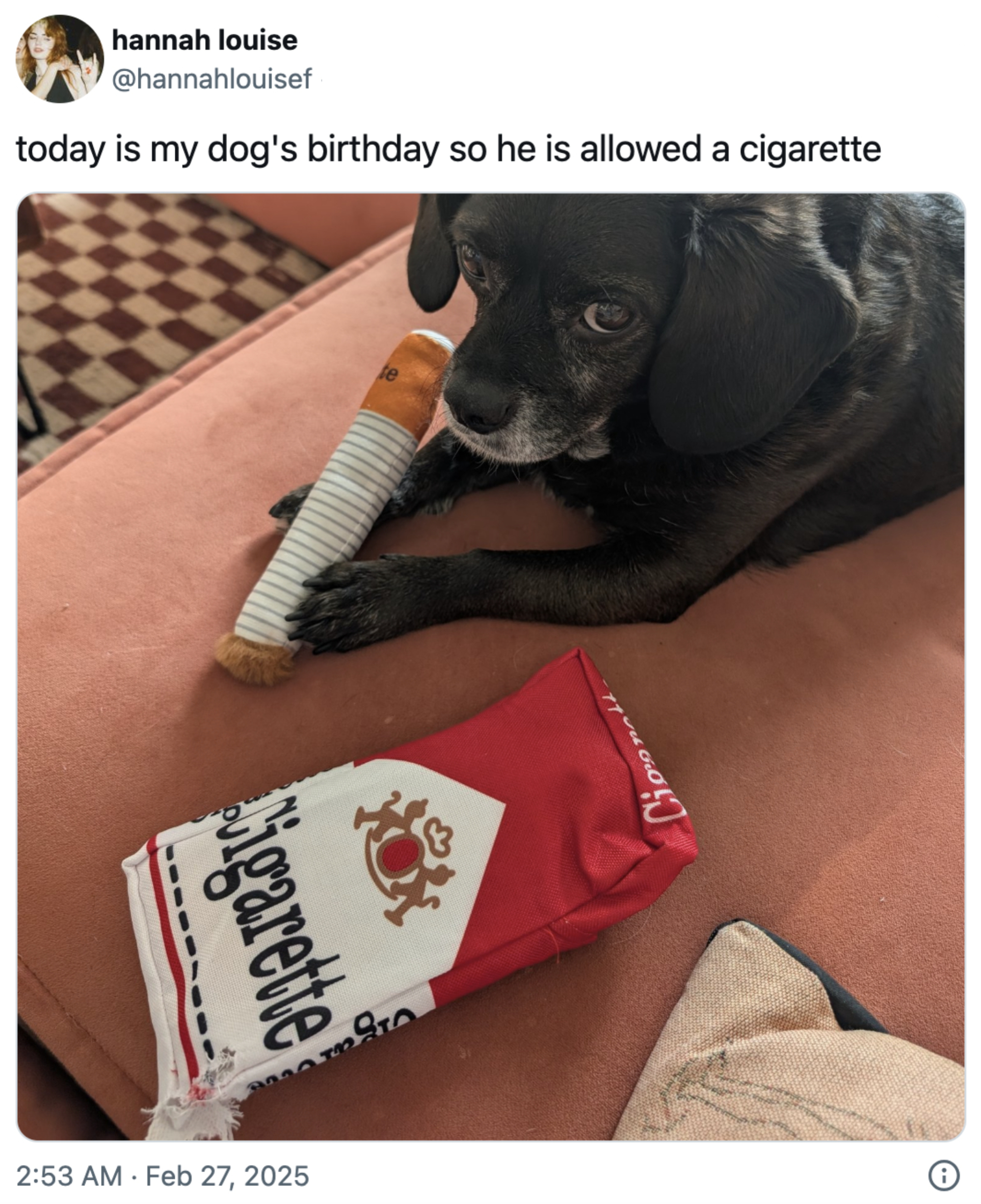 Hund på en sofa som holder et leketøy formet som en sigarett, med en pute i nærheten. Tekst: & quot; i dag er hunden min bursdag, så han får lov til en sigarett. & Quot;