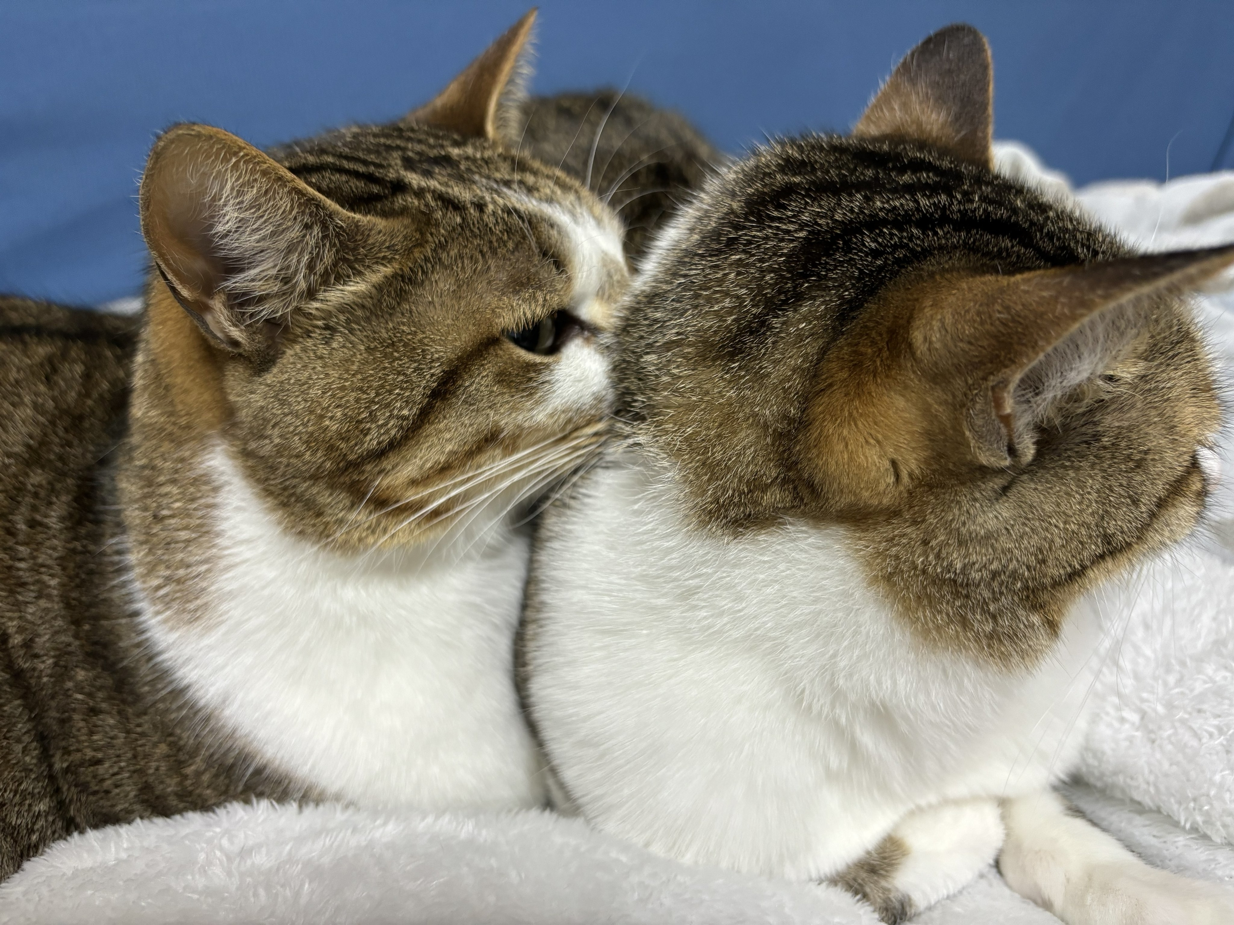 ここに突っ込んでおけば鼻は寒くない」猫であたたまる猫が話題に⇒「猫 ..., 画像サイズ:4000x3000