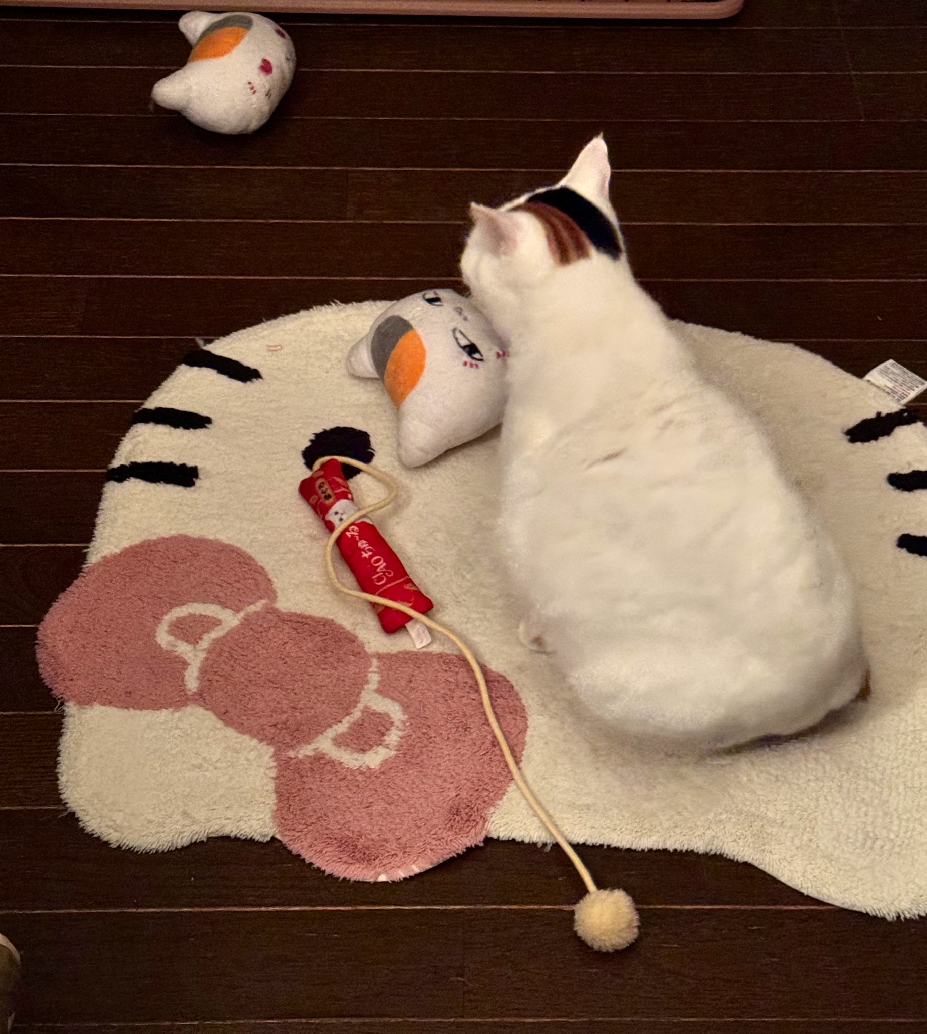 三毛ニャンコ先生 ニャンコ先生のように | 三毛猫しらたまくん家