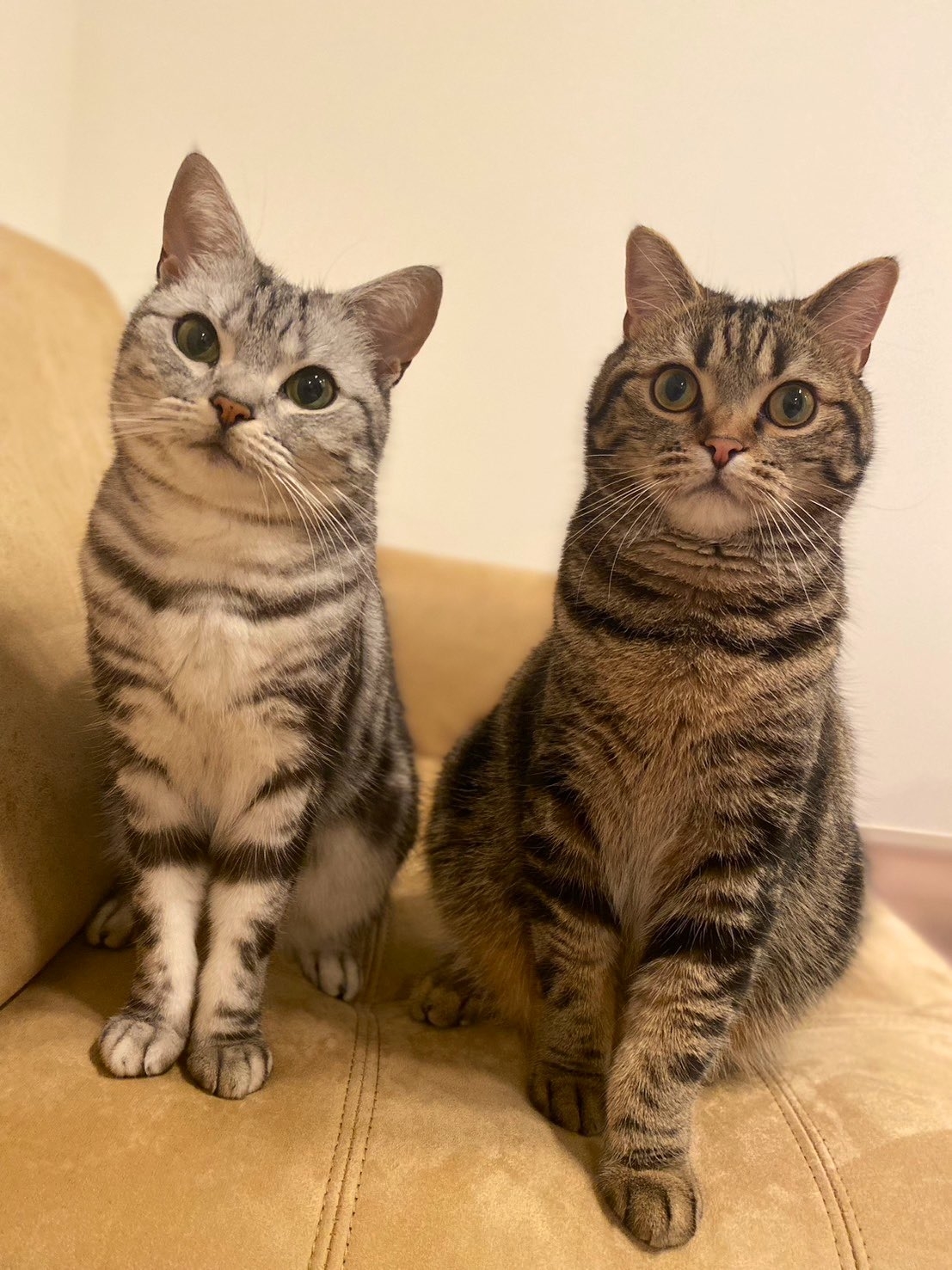 ケンカに負けてしまったネコ…体幹を鍛え始めた姿にSNS驚き「リベンジ