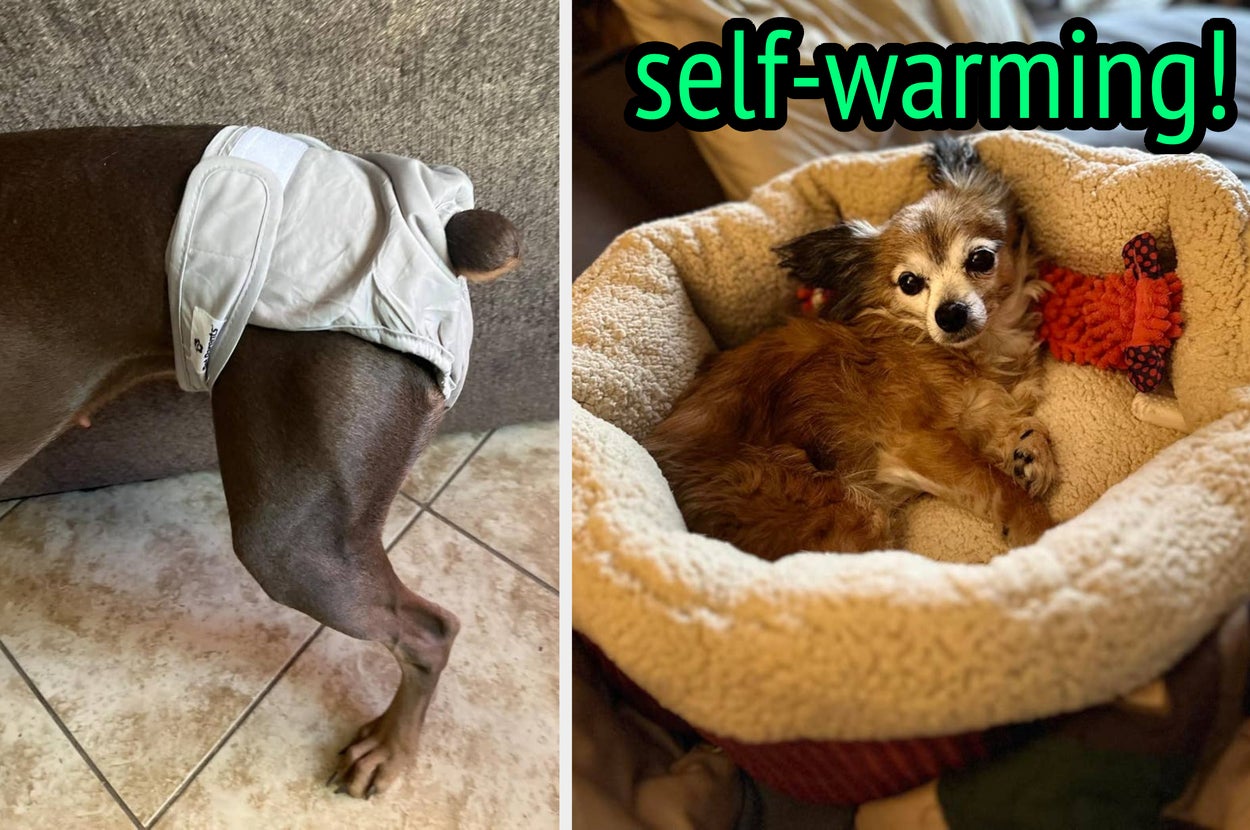 Left: Dog wearing a white diaper. Right: Small dog in a cozy self-warming pet bed