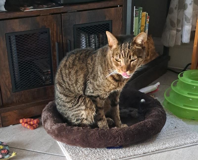 Cat with mottled fur lying comfortably in a plush bed, looking at the camera with bright eyes
