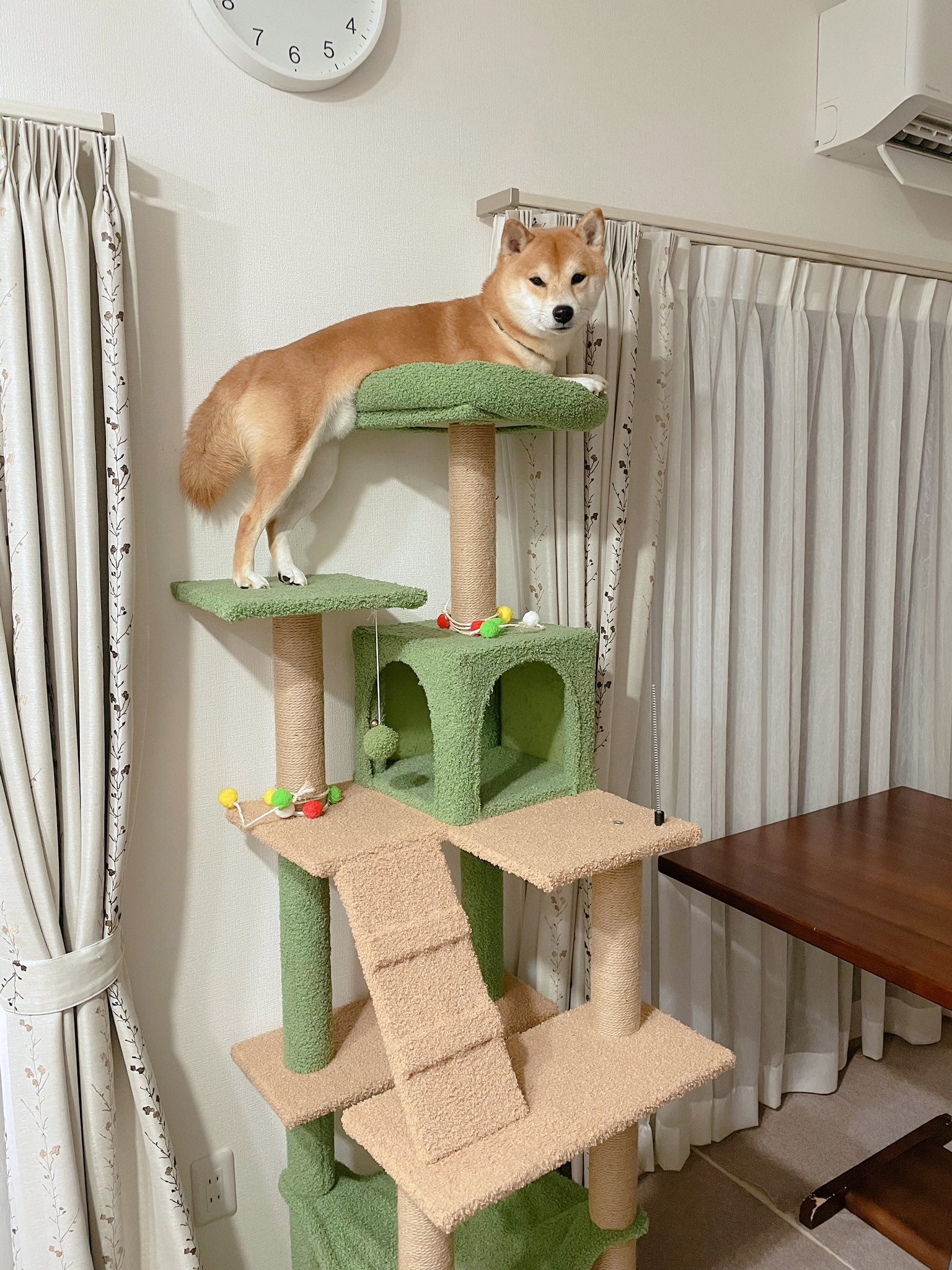 キャットタワー確認用