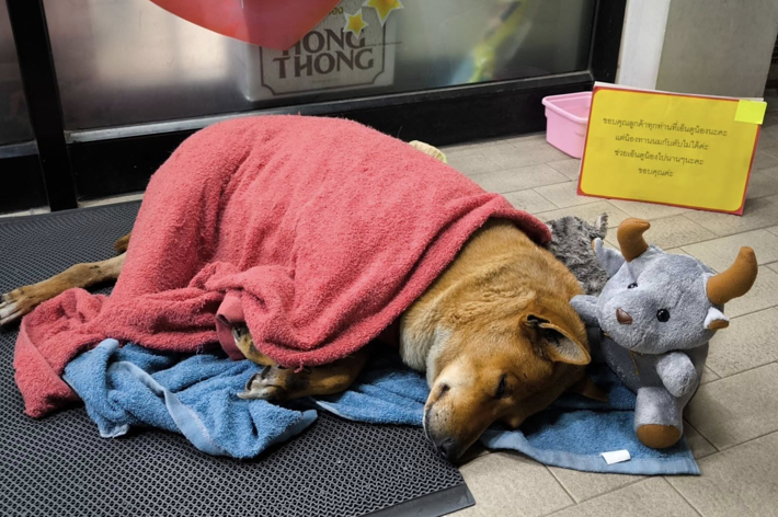 大型犬が毛布をかぶって眠っている。隣にぬいぐるみが置かれている。背景にタイ語の看板がある。
