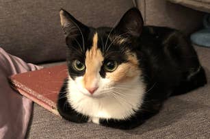 A calico cat with green eyes sits on a couch, looking intently sideways