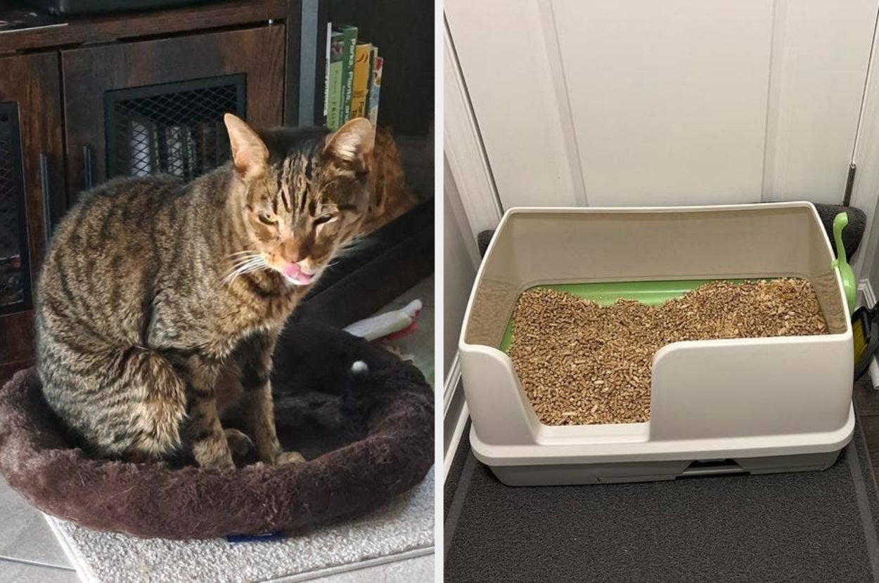 A cat sits in a bed next to a litter box filled with wood pellets