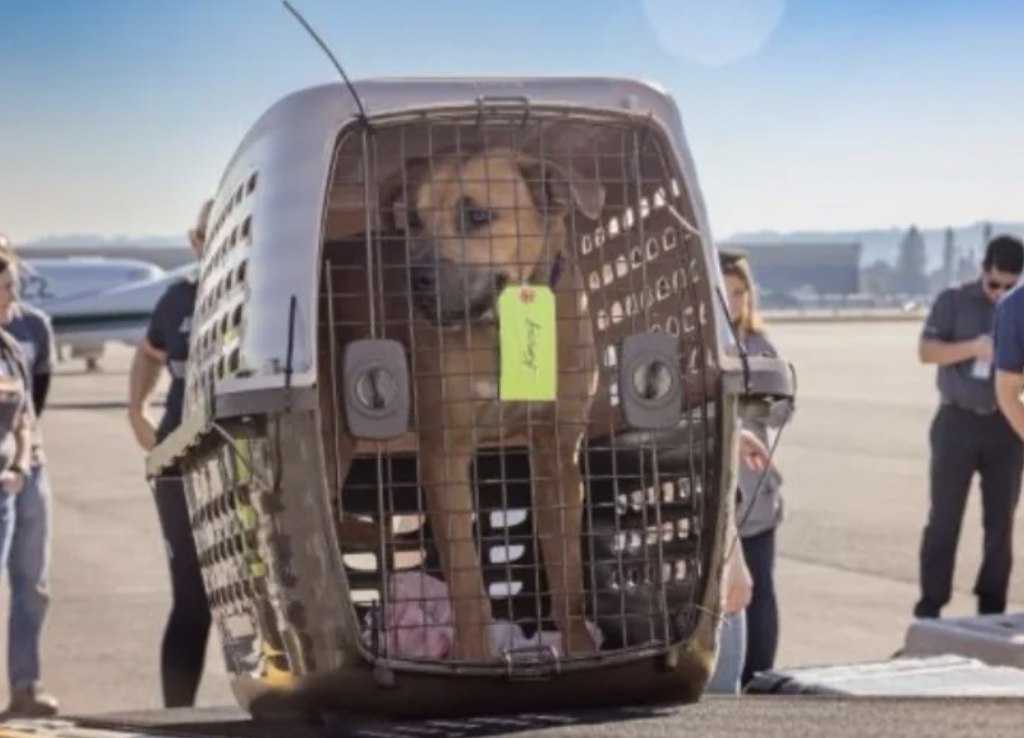 Dog successful  a crate connected  an airdrome  tarmac, surrounded by radical   successful  casual attire