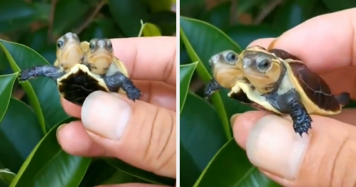 Conjoined Turtles 61 Photos That Low-Key Blew My Mind