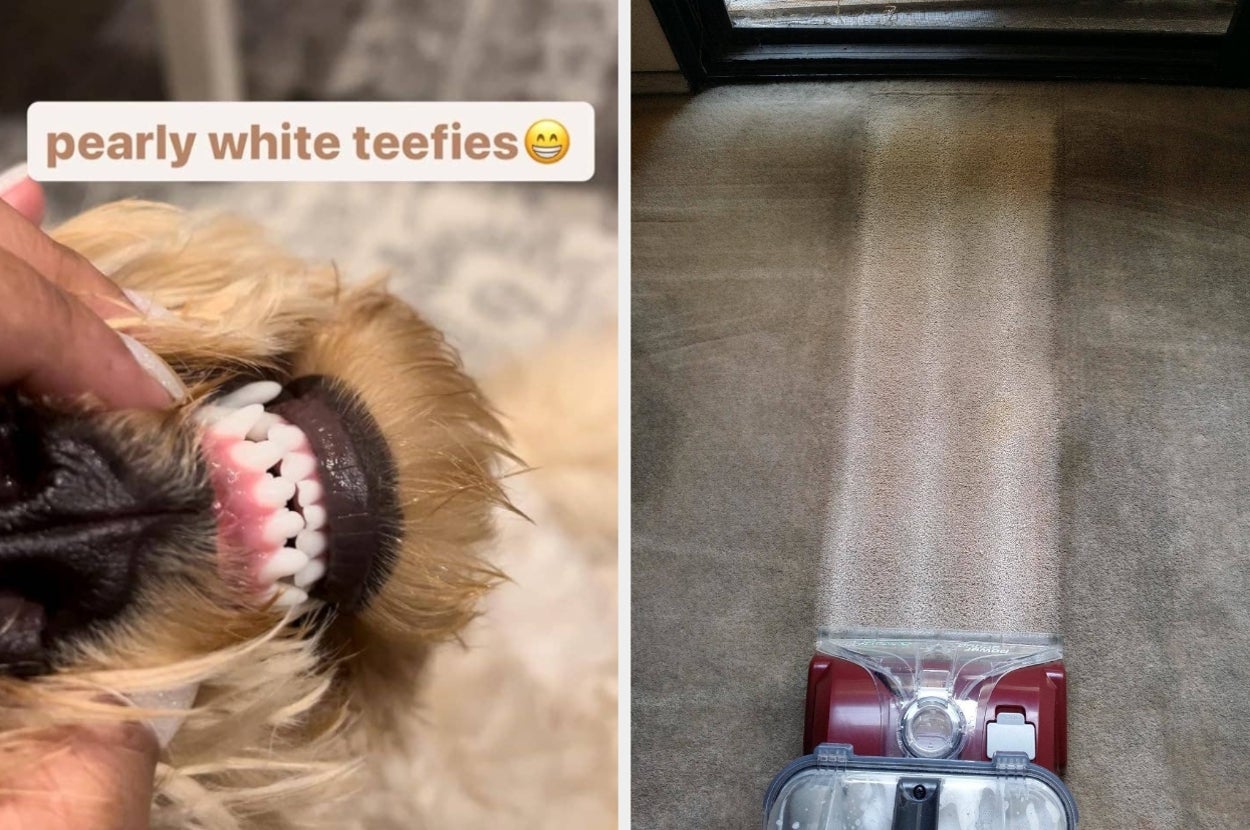 Dog showing white teeth, caption reads "pearly white teefies," and a vacuum cleaner showing a cleaned carpet path