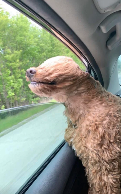 Dog with curly fur enjoys wind with head out car window