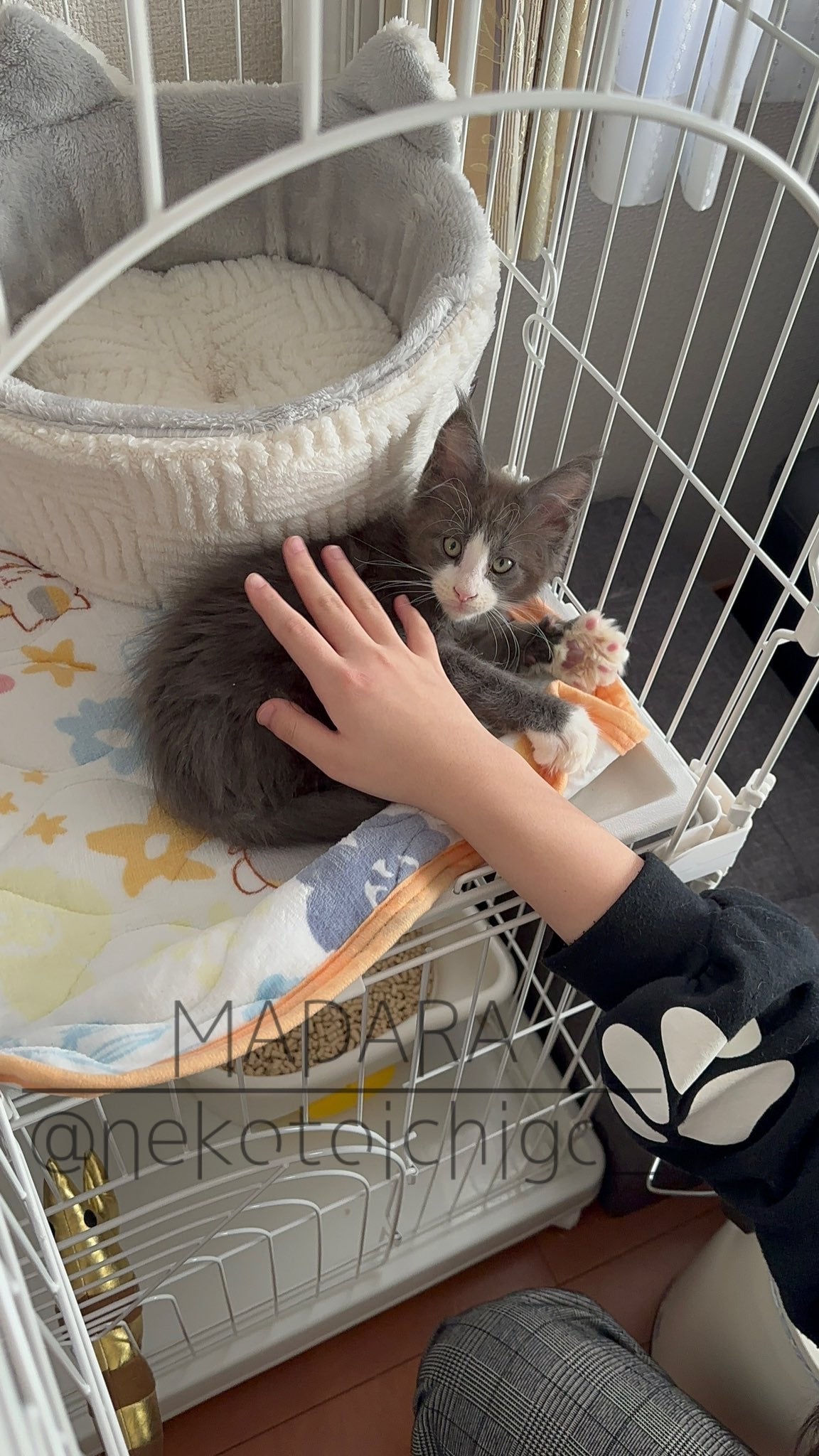 大きさ 存在さ 安定さ 抜群テラコッタオブジェ♡巨大猫ちゃん♡ 体重1.3kgの子猫が、約1年で巨大猫に成長！ 「こんな大きくなるんで