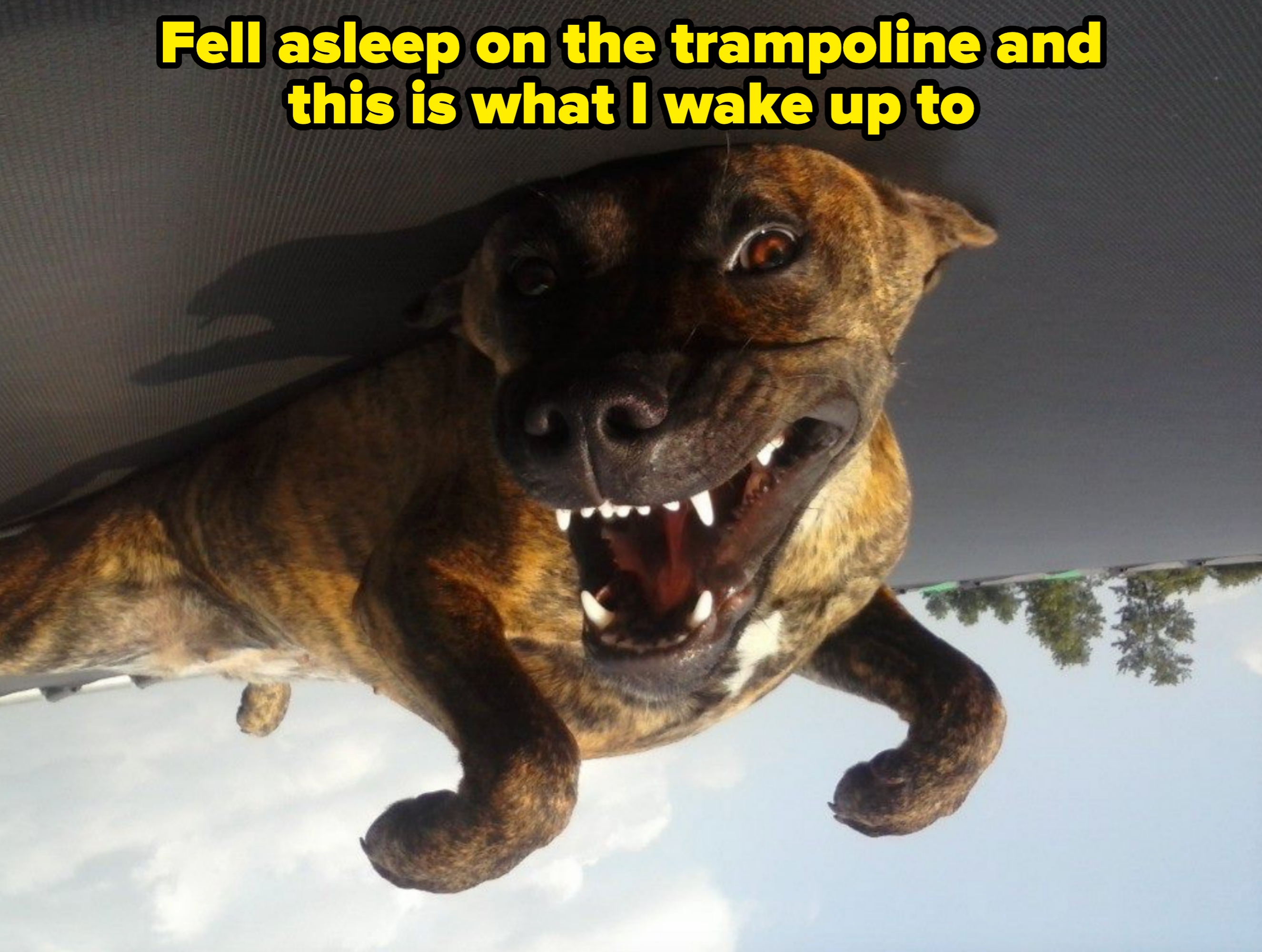 Dog lying on its back with mouth open, showing teeth, with a funny expression, on a trampoline. Caption: &quot;Fell asleep on the trampoline and this is what I wake up to&quot;