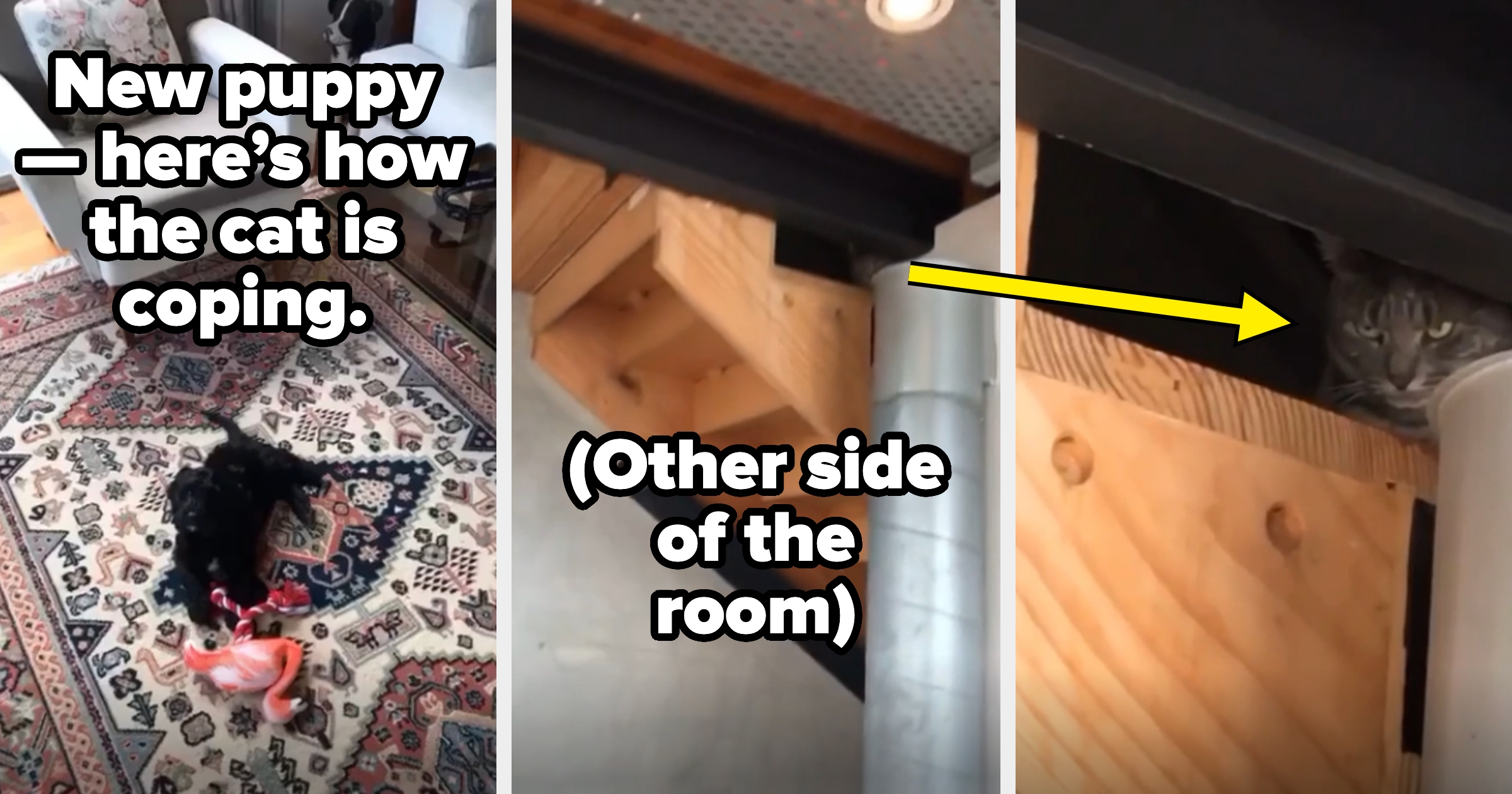 A puppy lies on a rug with toys; a cat observes cautiously from a high wooden shelf across the room. Text reads, &quot;New puppy—here’s how the cat is coping&quot;