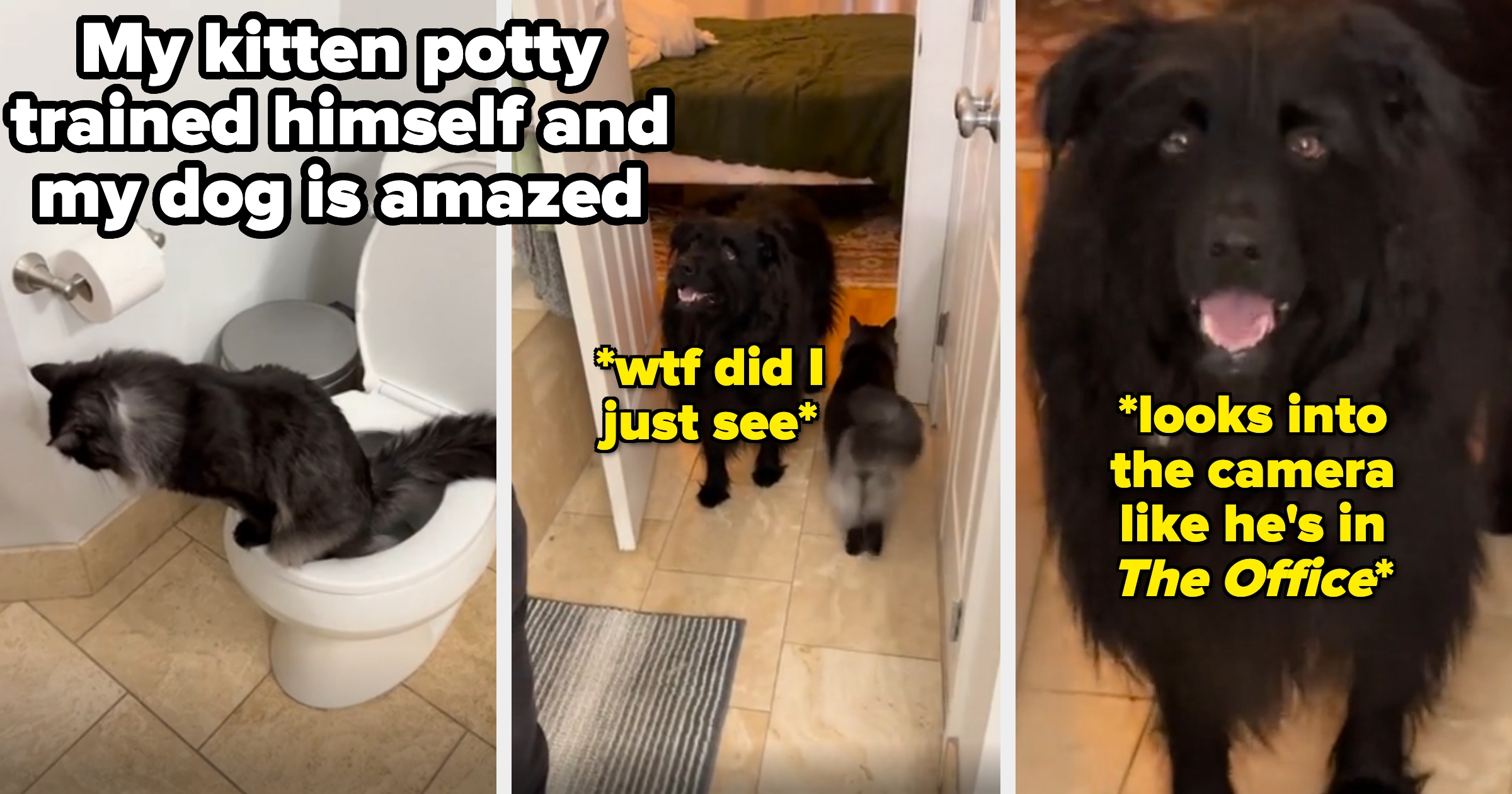 A kitten is using a toilet while a dog looks surprised