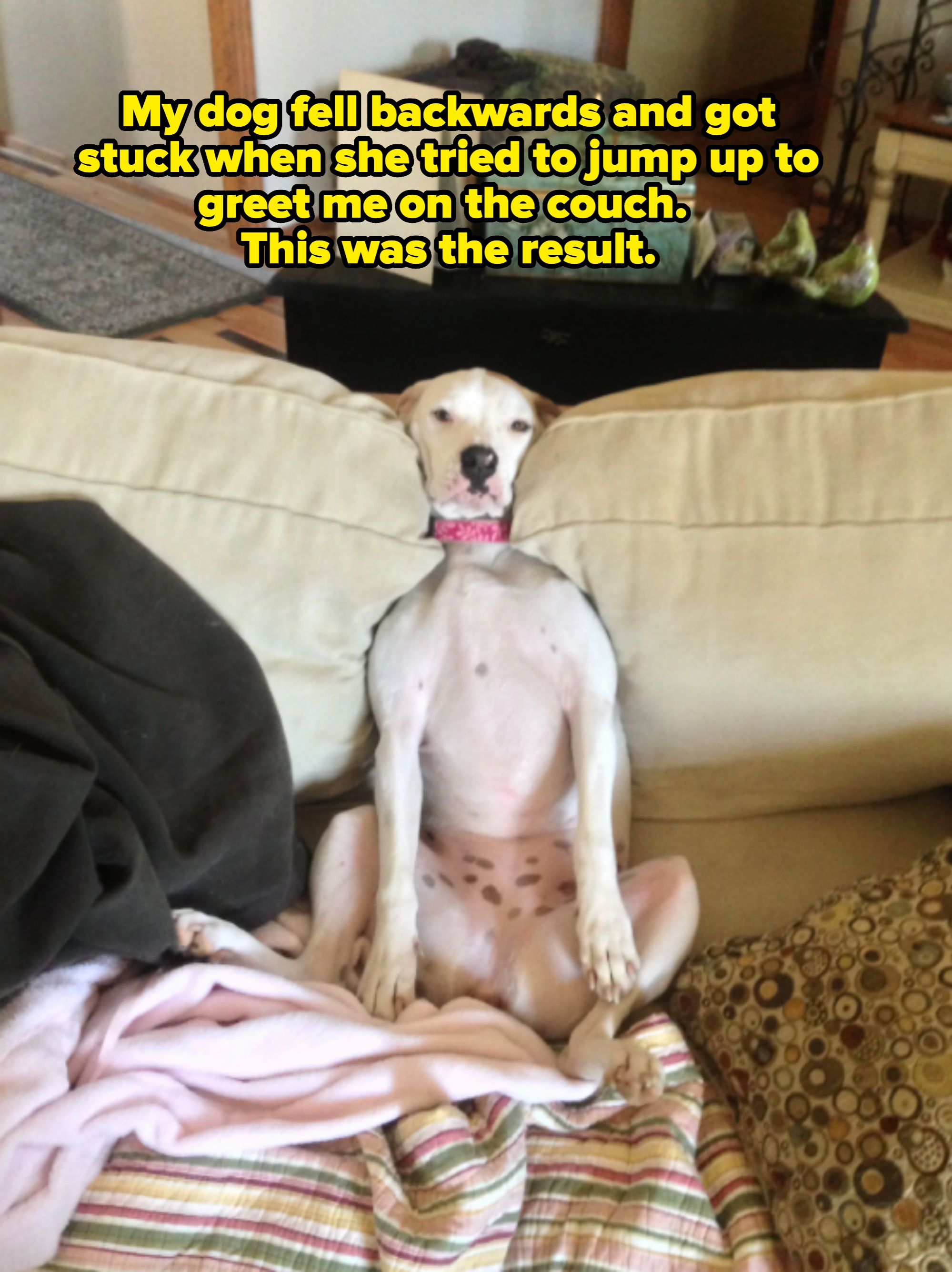 Dog slouched on a couch, sitting upright with a relaxed pose, with its head stuck back in the cushions. Caption: &quot;My dog fell backwards and got stuck when she tried to jump up to greet me on the couch. This was the result&quot;