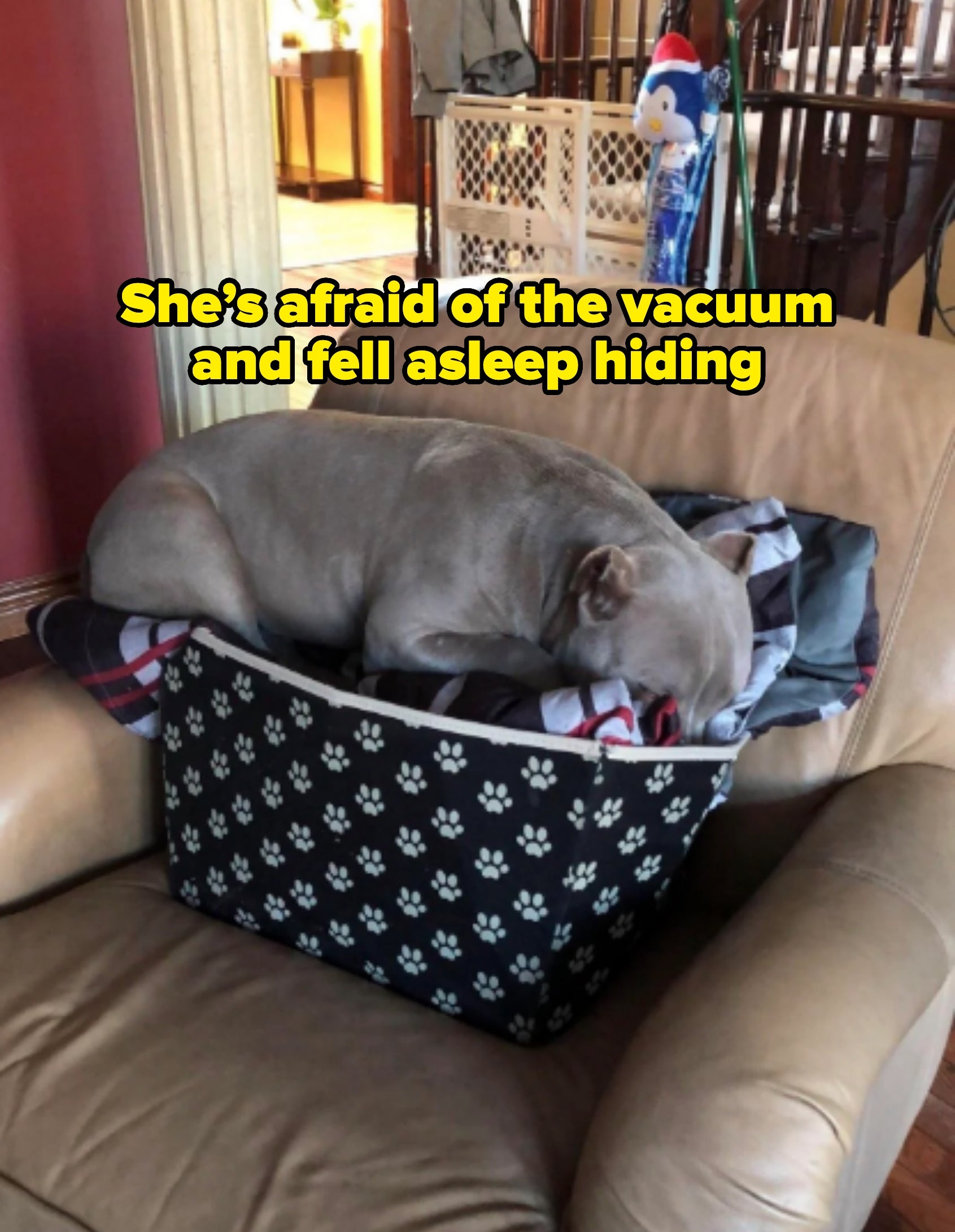 Dog sleeping curled up on a laundry basket on a chair captioned &quot;She’s afraid of the vacuum and fell asleep hiding&quot;