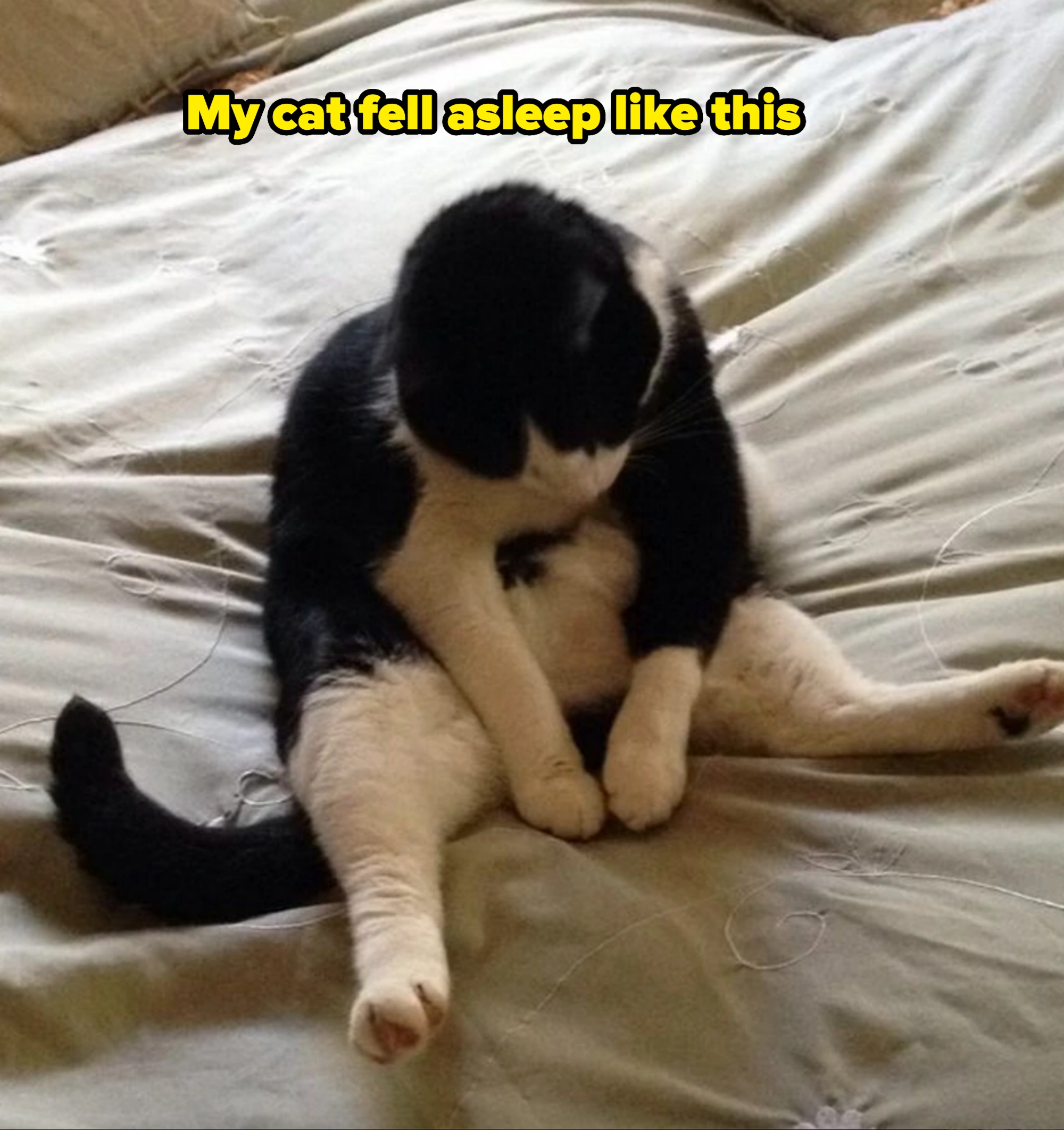 Cat sitting upright on a bed, looking down, with legs stretched out in a relaxed, comical pose, captioned &quot;my cat fell asleep like this&quot;