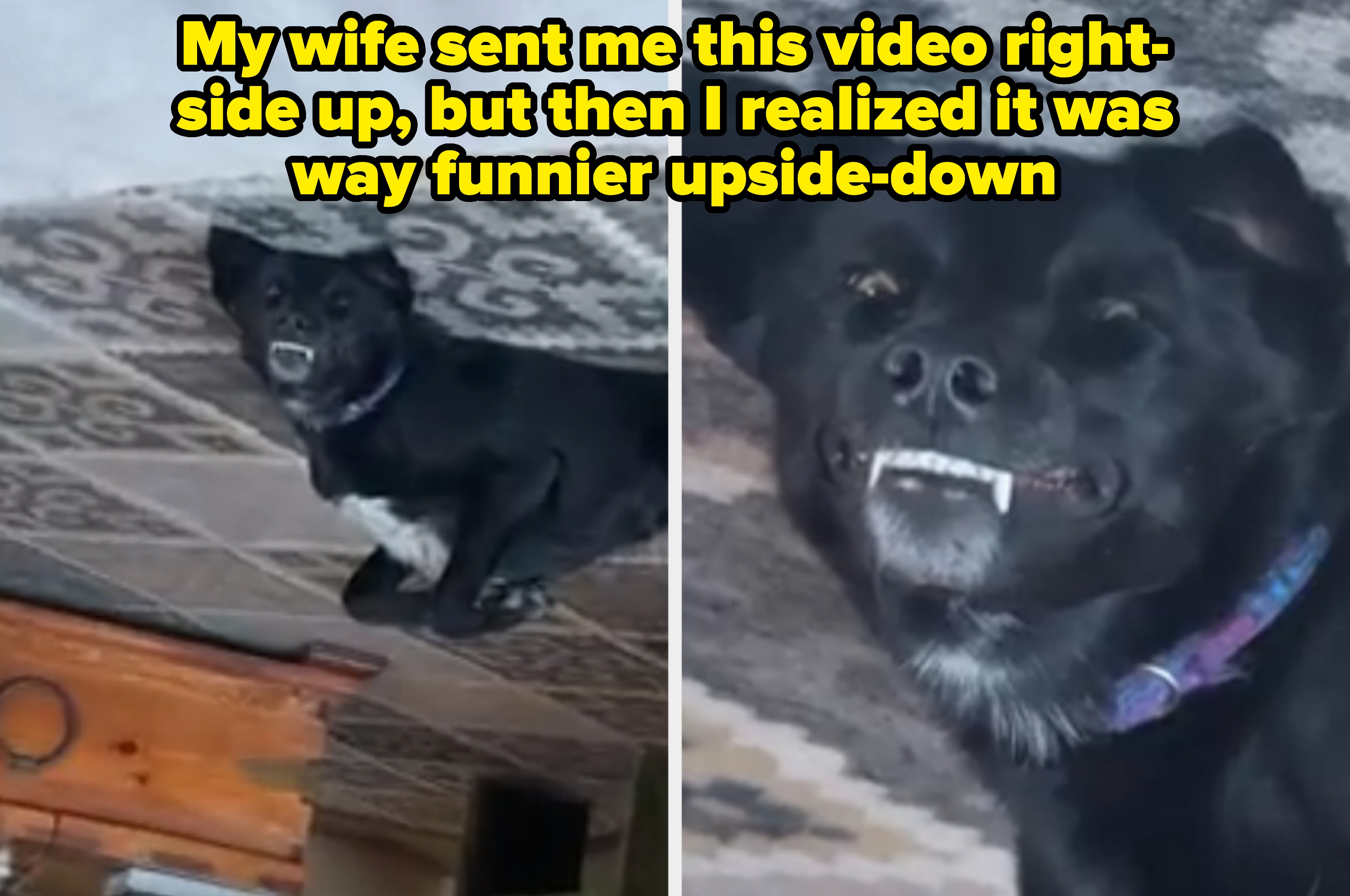 Dog lying upside down on a patterned rug, showing its teeth in a funny expression, captioned &quot;My wife sent me this video right-side up, but then I realized it was way funnier upside-down&quot;