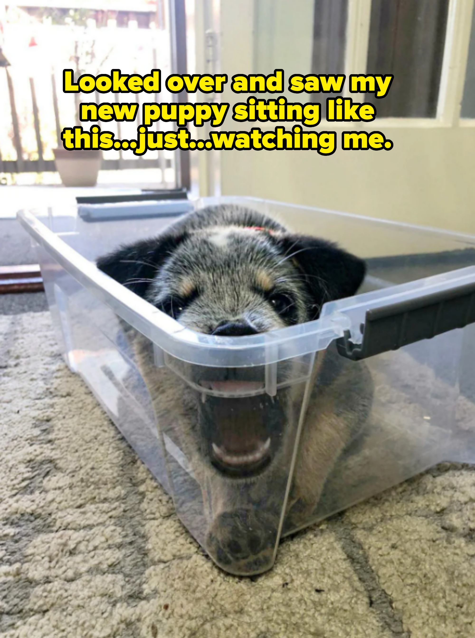 Dog in clear plastic storage container with mouth open captioned &quot;Looked over and saw my new puppy sitting like this...just...watching me&quot;