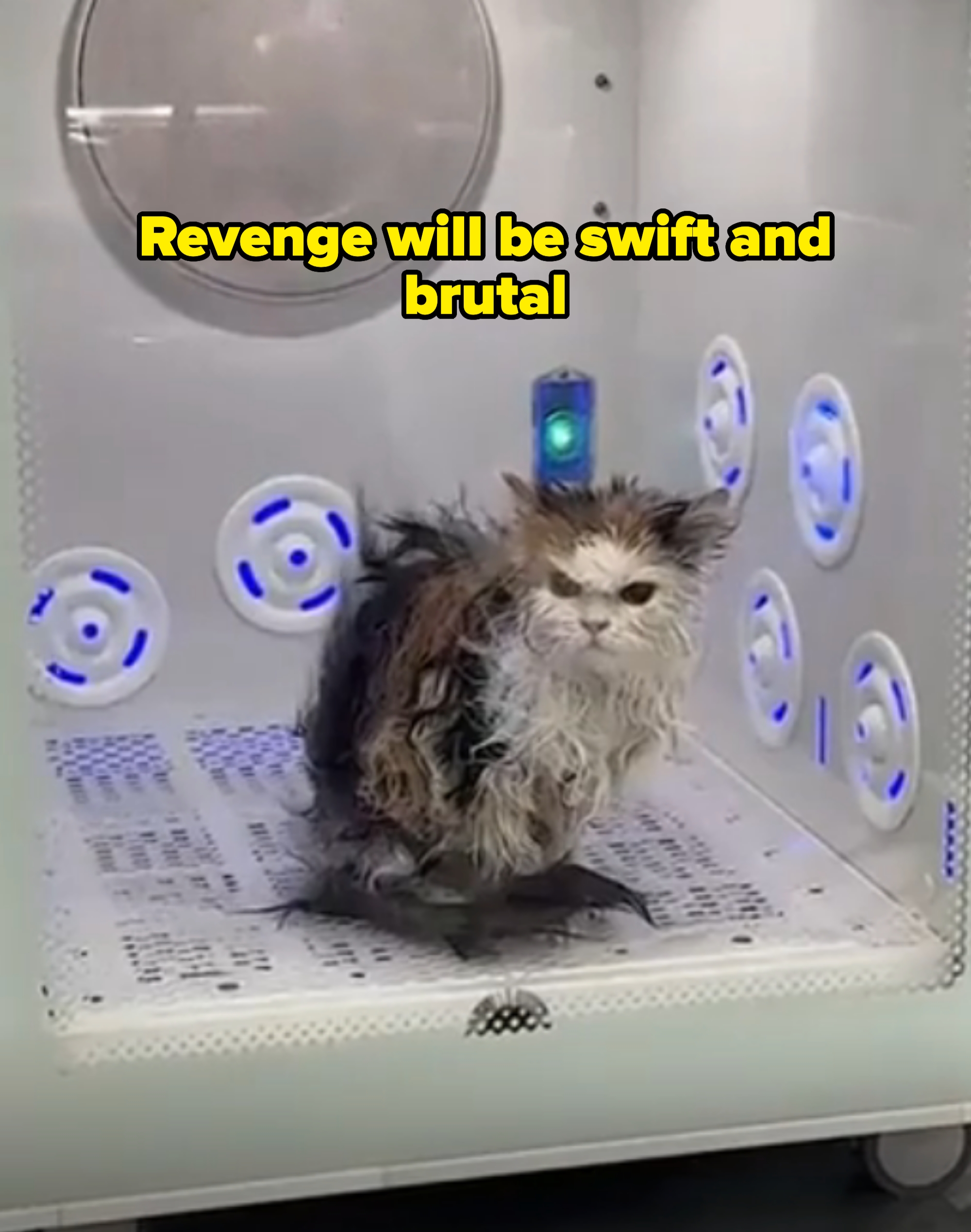 Wet cat sitting inside a drying chamber, surrounded by air vents, captioned &quot;revenge will be swift and brutal&quot;