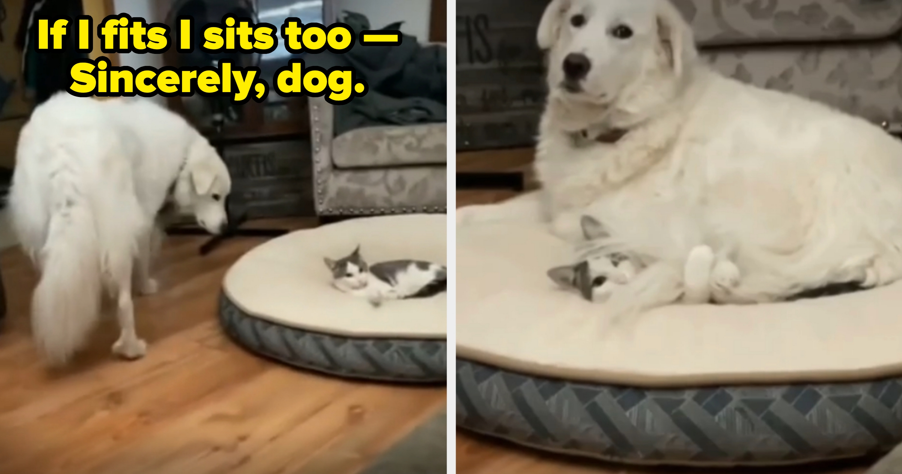 Large dog lies down on a circular bed with a small cat, almost on top of the cat