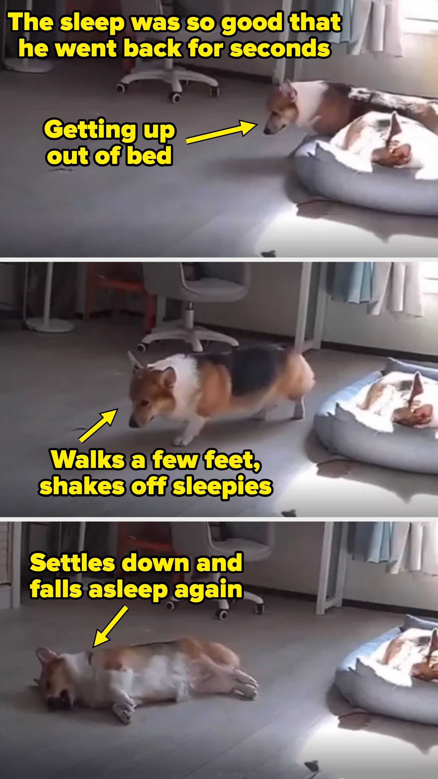 Corgi jumps into a bed with another dog already sleeping in it, then decides to lie down on the floor and sleep again