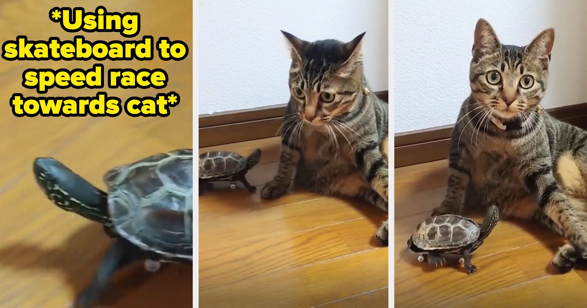 A turtle on a skateboard approaches a shocked-looking cat