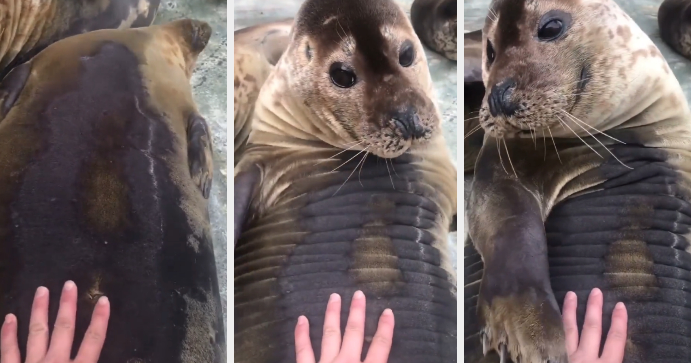 person pets a seal, who wakes up and pets the person back