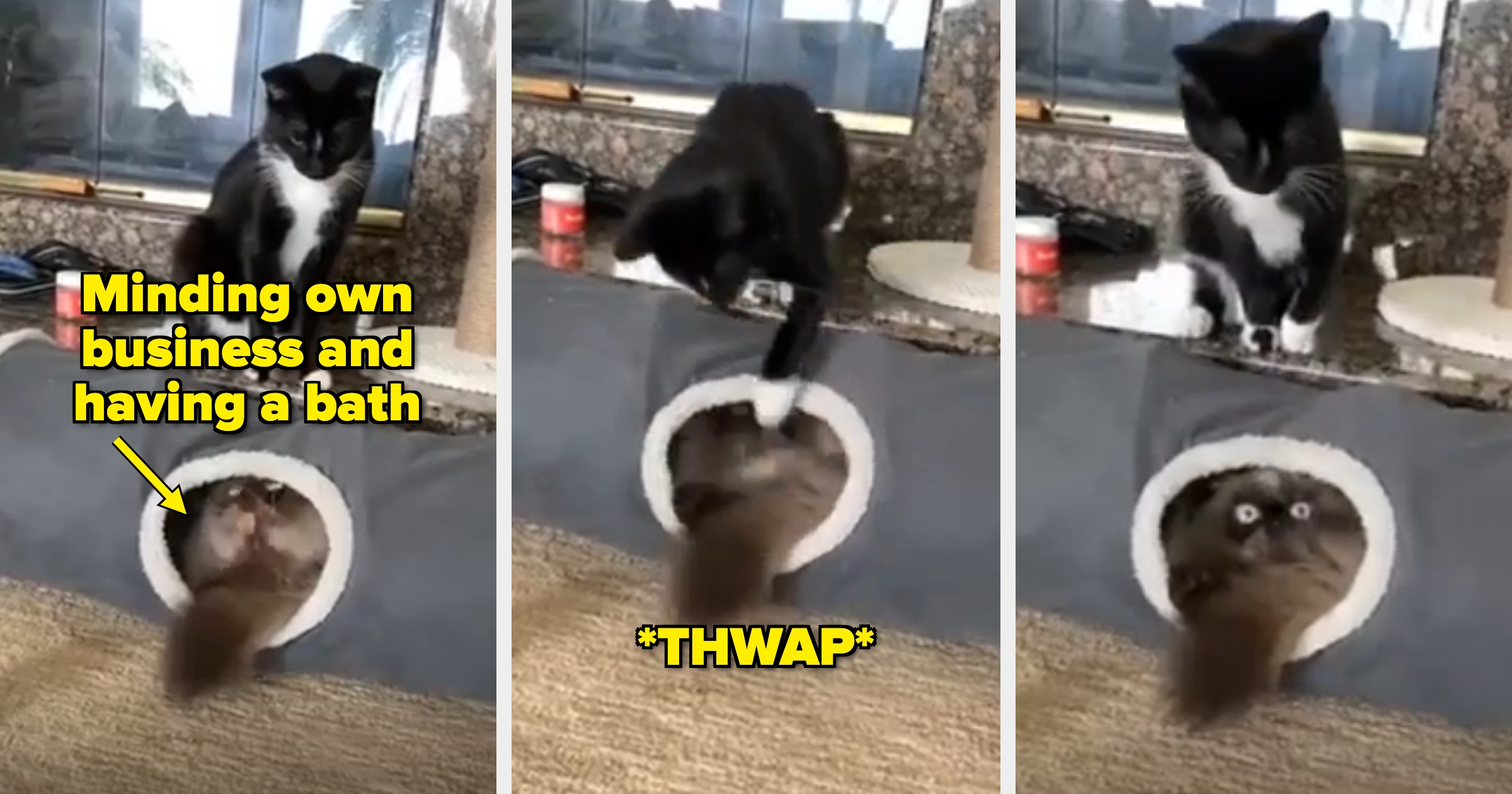 Three frames show a cat in a tube cleaning itself with another cat above it; the cat above hits the lower cat, who looks at the camera in shock